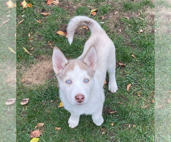 Medium Photo #1 Siberian Husky-Unknown Mix Puppy For Sale in Rochester, NY, USA