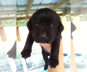 Labrador Retriever Puppy for sale in SCRANTON, NC, USA