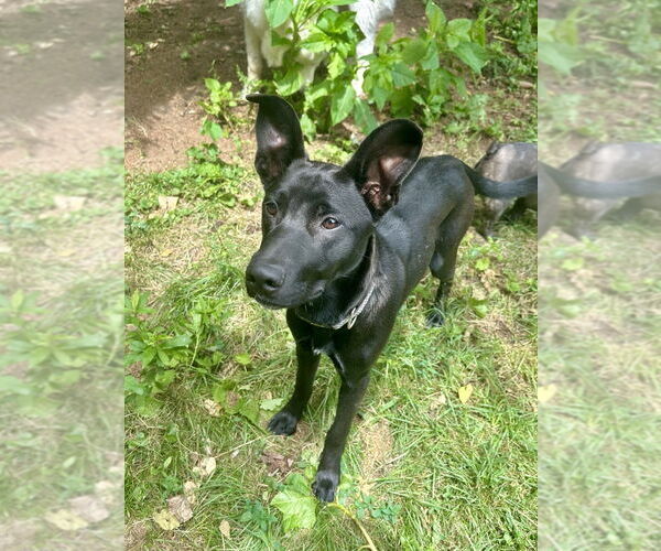 Medium Photo #28 Shepradors Puppy For Sale in Brewster, NY, USA