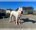 Small Dogo Argentino