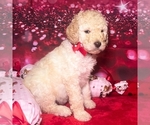 Small #2 Goldendoodle