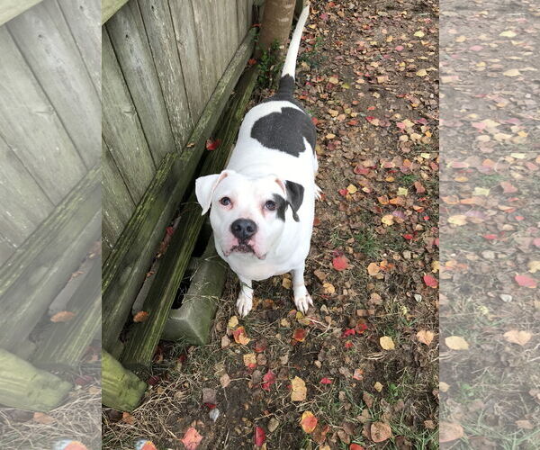Medium Photo #6 American Bulldog Puppy For Sale in Jackson, MS, USA