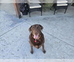 Small #2 Labrador Retriever