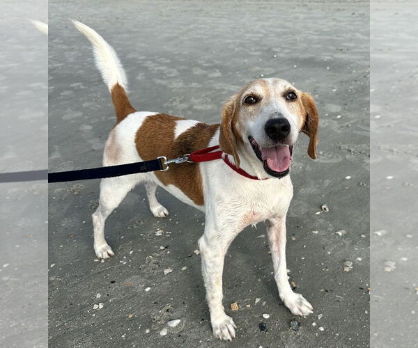 Medium Photo #2 Mutt Puppy For Sale in North Myrtle Beach, SC, USA