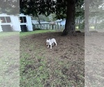 Small Photo #25 French Bulldog Puppy For Sale in TACOMA, WA, USA