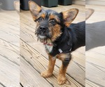 Small #2 Mutt