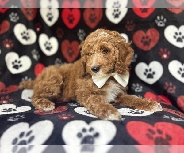 Medium Photo #4 Cock-A-Poo Puppy For Sale in LAKELAND, FL, USA
