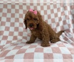 Small #2 Cavapoo (Miniature)