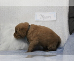 Small Photo #3 Goldendoodle Puppy For Sale in EVART, MI, USA