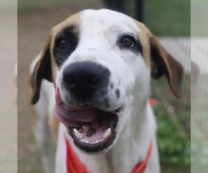 Mutt Dogs for adoption in San Antonio, TX, USA