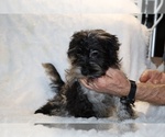 Small #3 Yorkiepoo mix (+ Poodle Toy)