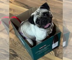 4019 -2026 Tutis - Female Pug Dog for Adoption - Small photo