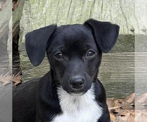 Dachshund-Unknown Mix Dogs for adoption in Yardley, PA, USA