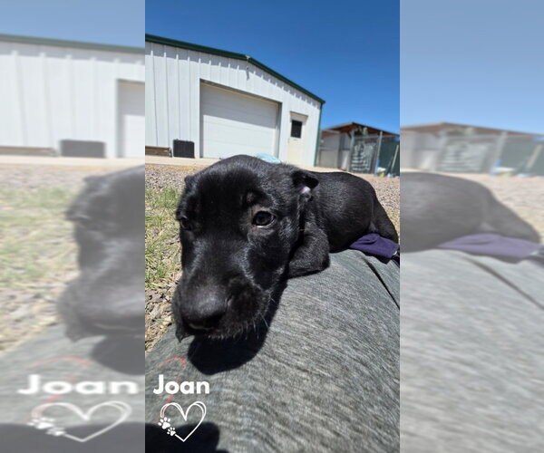 Medium Photo #2 American Pit Bull Terrier-German Shepherd Dog Mix Puppy For Sale in Monte Vista, CO, USA