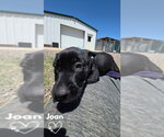 Small #1 American Pit Bull Terrier-German Shepherd Dog Mix