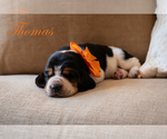 Puppy Thomas Basset Hound