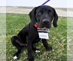 Small #9 Labrador Retriever Mix