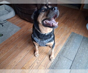 Garth - Male Rottweiler Dog for Adoption - Photo #10