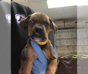 Black and Tan Coonhound Dogs for adoption in Conroe, TX, USA