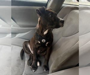 Rudy Rolf - Santa Litter - Male American Staffordshire Terrier-Unknown Mix Dog for Adoption - Photo #2