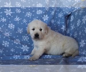 Golden Retriever Puppy for sale in SHILOH, OH, USA