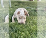 Small Photo #7 American Bully Puppy For Sale in LOGAN, UT, USA