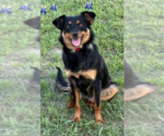 Small #2 Chihuahua-Colonial Cocker Spaniel Mix