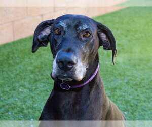 CO BAO - Female Great Dane-Unknown Mix Dog for Adoption - Photo #3