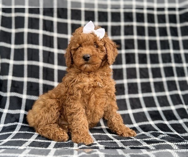 Medium Photo #3 Cock-A-Poo Puppy For Sale in LAKELAND, FL, USA