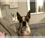 Small #3 Boston Terrier Mix