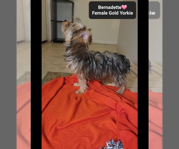 Medium Photo #3 Yorkshire Terrier Puppy For Sale in TUCSON, AZ, USA