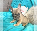 Small #6 French Bulldog