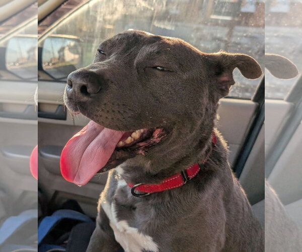 Medium Photo #25 American Pit Bull Terrier-Labrador Retriever Mix Puppy For Sale in Germantown, OH, USA