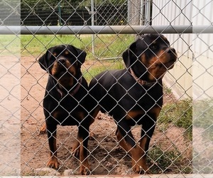 Mother of the Rottweiler puppies born on 02/05/2026