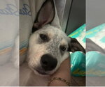 Small Photo #4 Great Pyrenees-Unknown Mix Puppy For Sale in Brewster, NY, USA