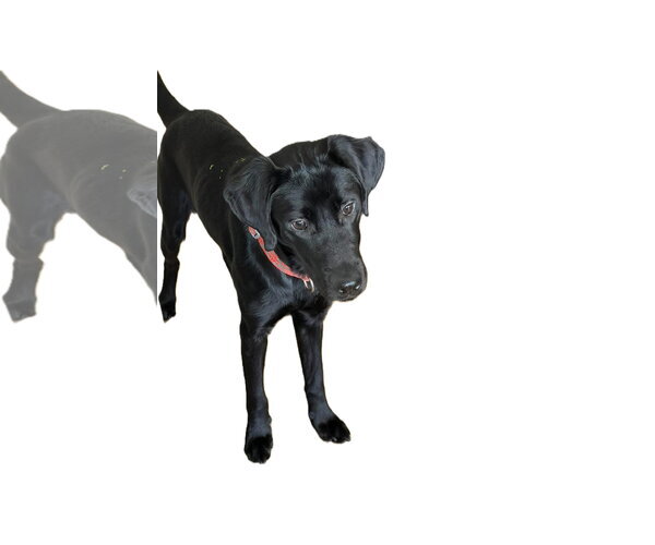 Medium Photo #3 Labrador Retriever-Unknown Mix Puppy For Sale in Palatka, FL, USA