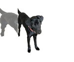 Small #2 Labrador Retriever Mix