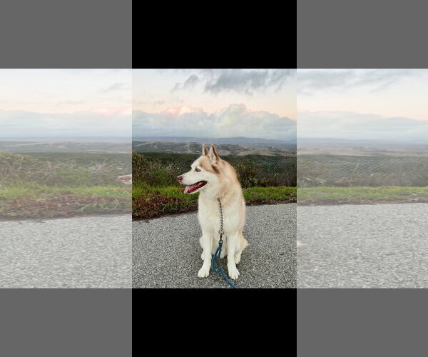 Medium Photo #4 Siberian Husky Puppy For Sale in Newport Beach, CA, USA