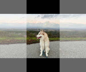 Jet - Male Siberian Husky Dog for Adoption - Photo #4