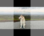 Small Photo #4 Siberian Husky Puppy For Sale in Newport Beach, CA, USA