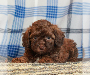 Poodle (Miniature) Puppy for sale in GAP, PA, USA