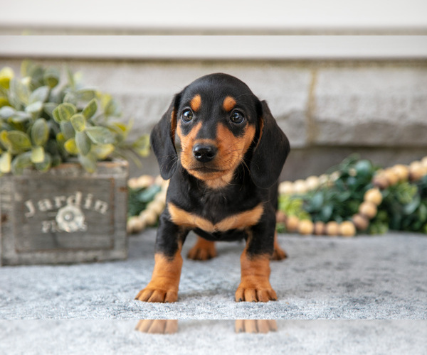 Medium Photo #24 Dachshund Puppy For Sale in NAPPANEE, IN, USA