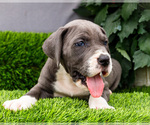 Small #40 Great Dane