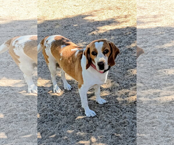 Medium Photo #2 Beagle Puppy For Sale in Apple Valley, CA, USA