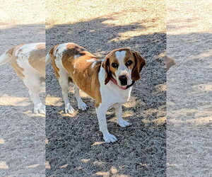 Gracie - Female Beagle Dog for Adoption - Photo #2