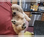 Small Photo #12 Goldendoodle Puppy For Sale in VAIL, AZ, USA