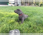 Small Photo #8 Labrador Retriever Puppy For Sale in MIDDLEBURY, IN, USA