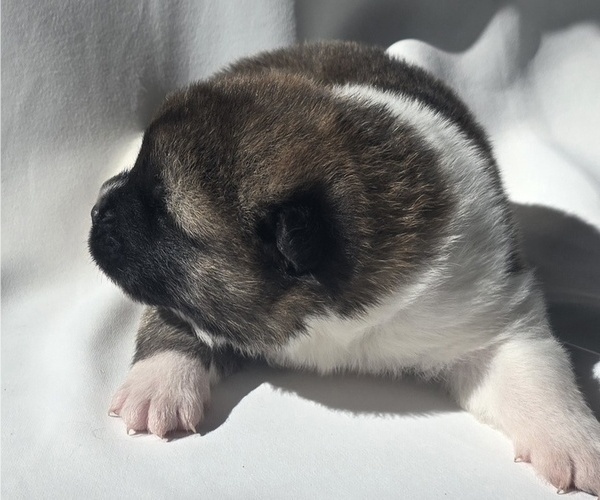 Medium Photo #18 Akita Puppy For Sale in STRAFFORD, MO, USA