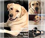 Small Labrador Retriever