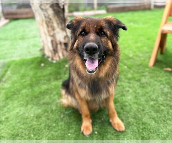 Medium Photo #1 German Shepherd Dog Puppy For Sale in San Diego, CA, USA